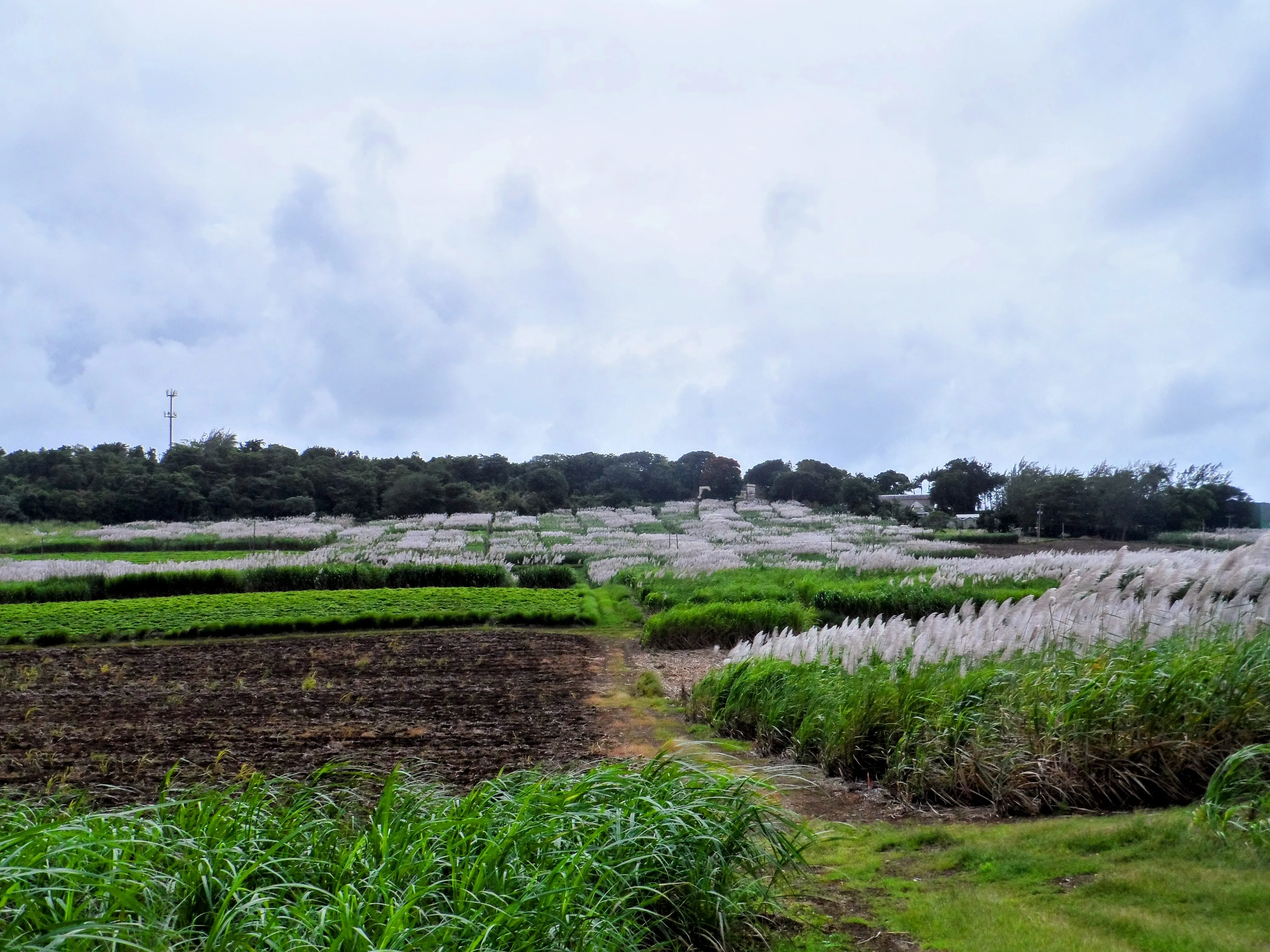 ISSCT Workshop 2026 Banner